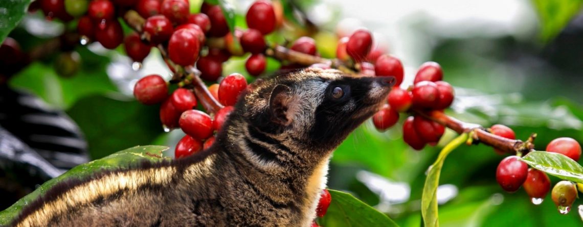 Cà phê chồn ở Việt Nam rất thơm ngon, đặc biệt.