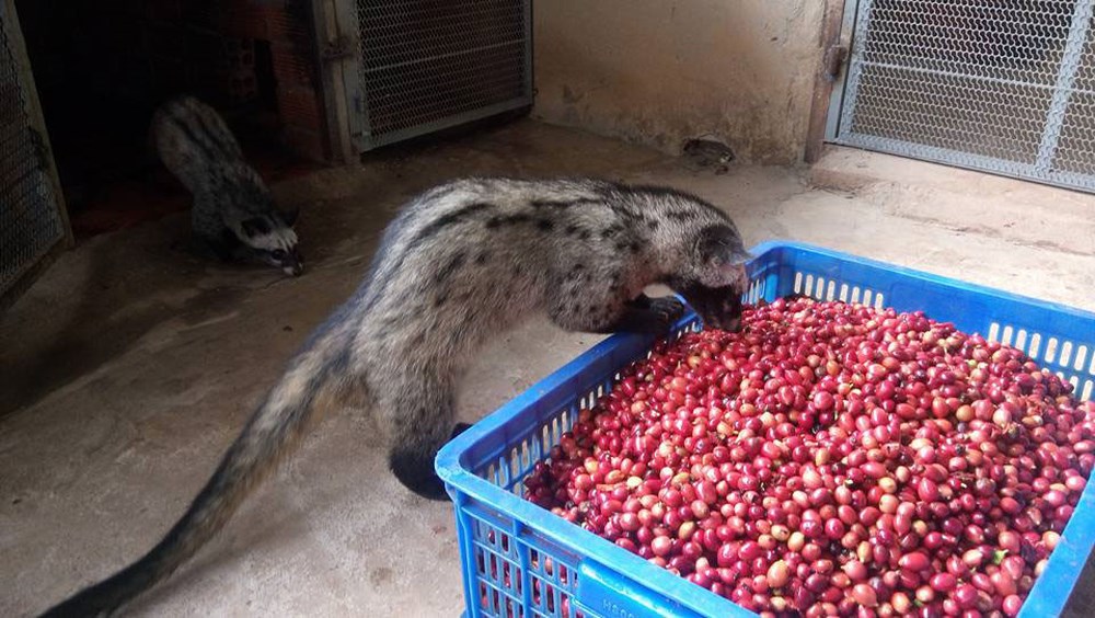 Cà phê cho chồn ăn được chọn lựa kĩ càng