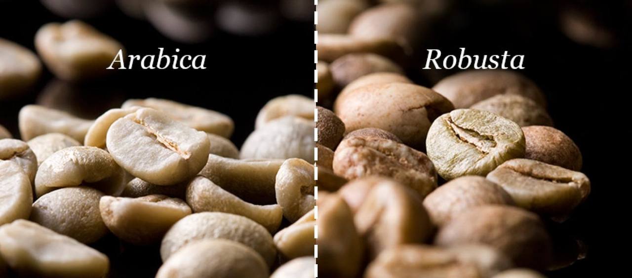 Robusta Coffee – Vietnamese Robusta Coffee