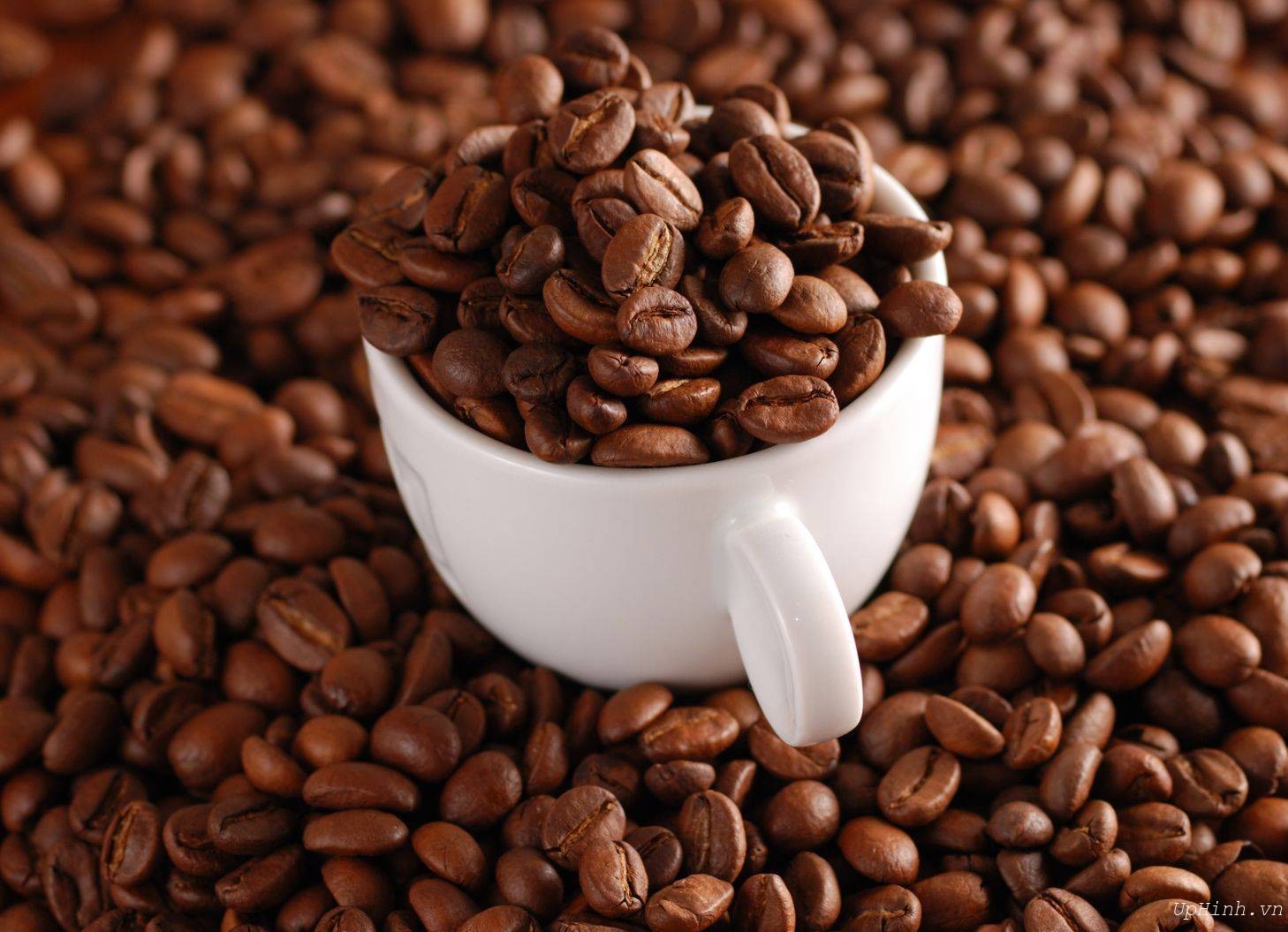 Chất lượng hạt cà phê lựa chọn thế nào
